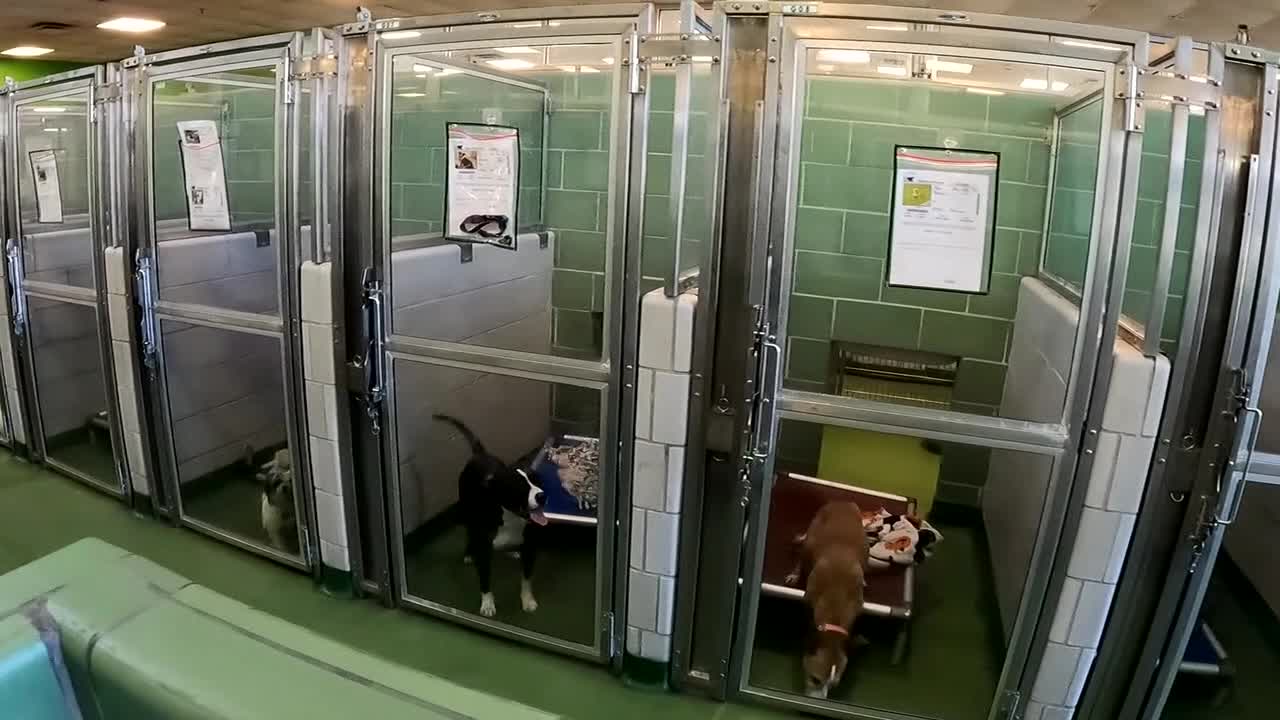 112 dogs brought to Dallas Animal Services on Saturday - Vimarsana News