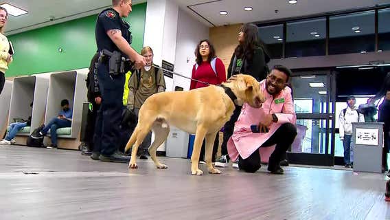 University of North Texas police K-9 retiring after 6 years of service