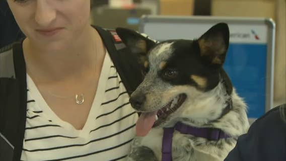 A big airline is relaxing its pet policy to let owners bring the companion and a rolling carry-on