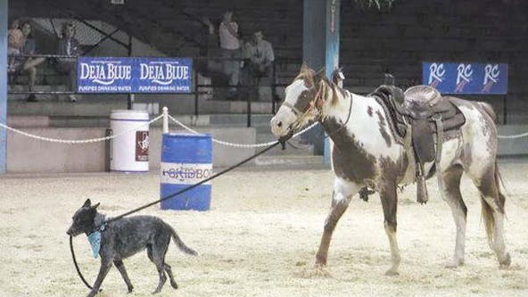 Skidboot to become first dog inducted into Texas Rodeo Cowboy Hall of Fame