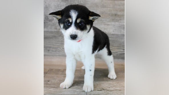 Shiba Inu puppy stolen from Frisco Petland store