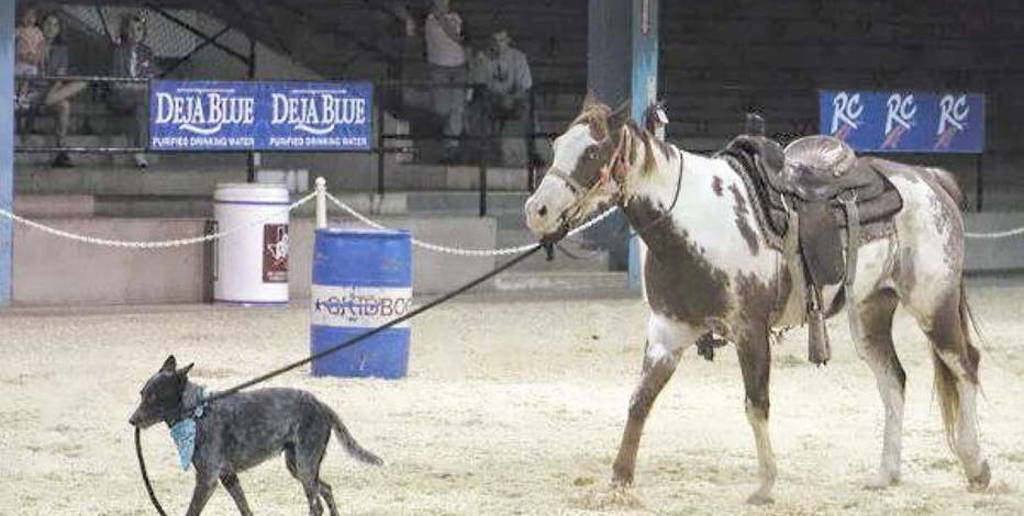 Skidboot to become first dog inducted into Texas Rodeo Cowboy Hall of Fame