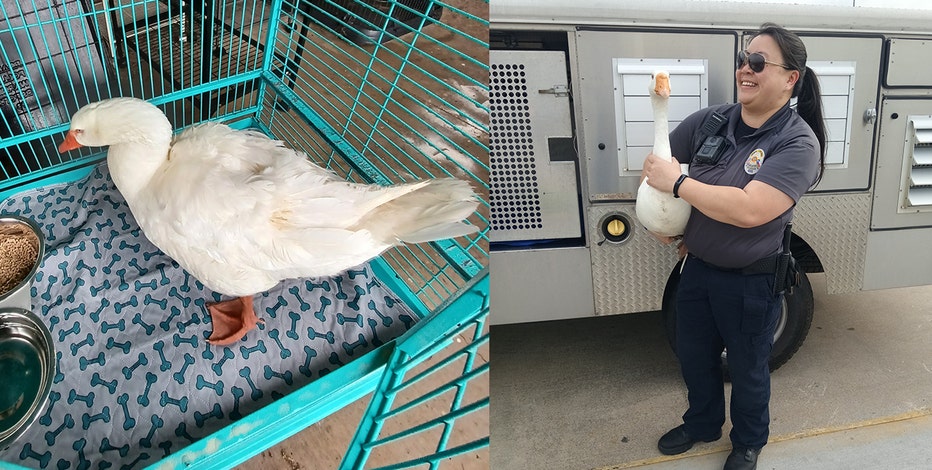 Geese taken from Allen park found