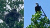 2 baby bald eagles spotted in nest at White Rock Lake
