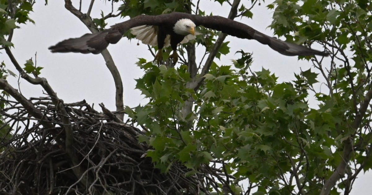 Bald eagle's nest at White Rock Lake displaced in storm, one eaglet ...