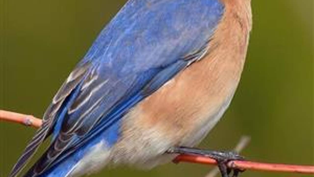 Fort Worth to name official city bird | FOX 4 Dallas-Fort Worth