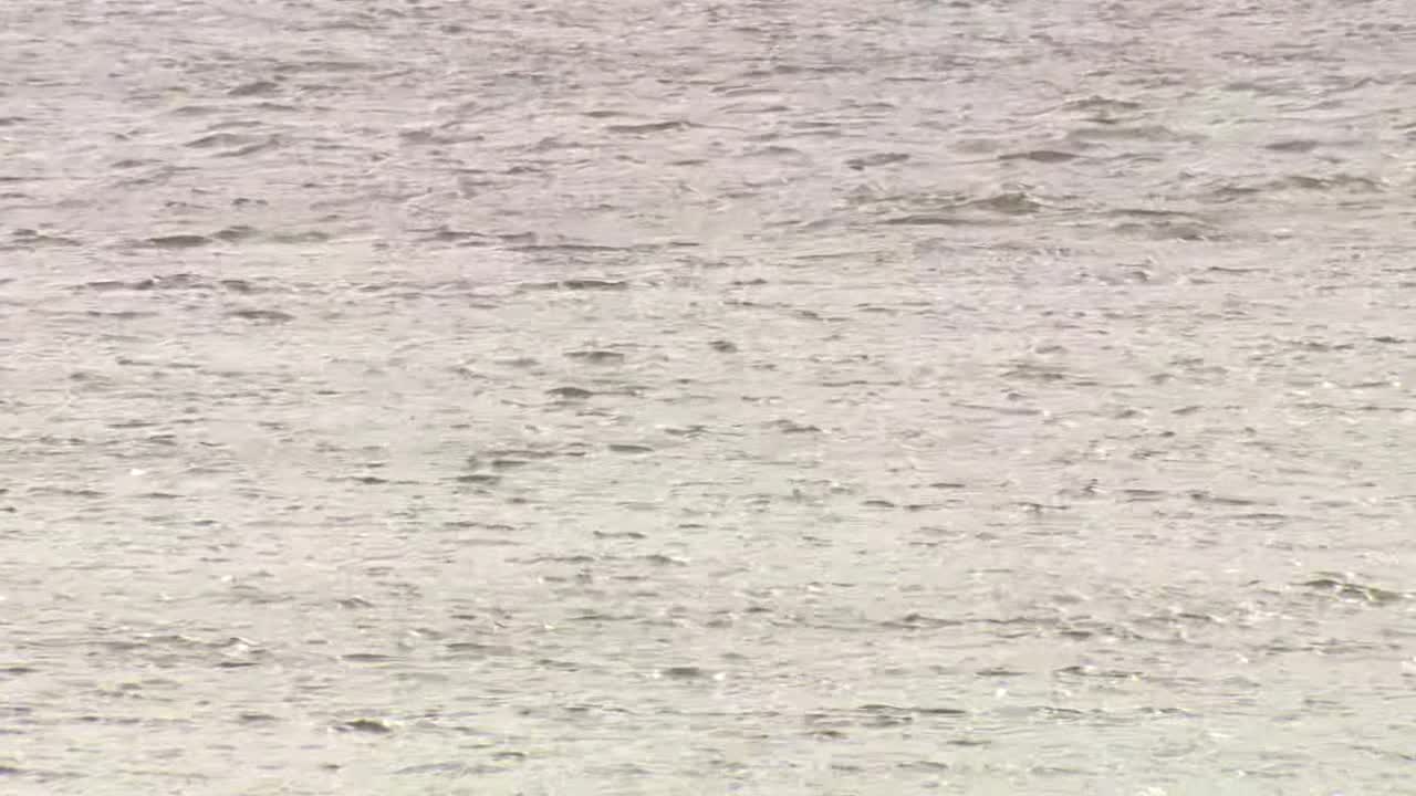 Swimmer drowns at Joe Pool Lake - Vimarsana News