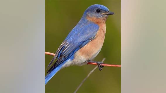 Fort Worth to name official city bird