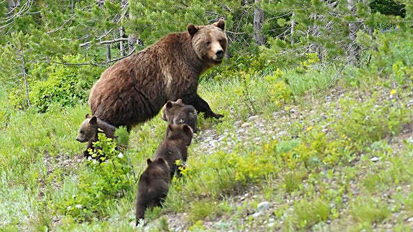 Veteran survives horrifying bear attack while hiking in popular national park
