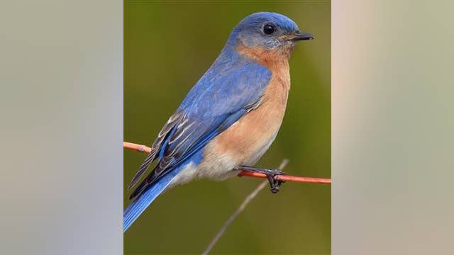 Fort Worth to name official city bird