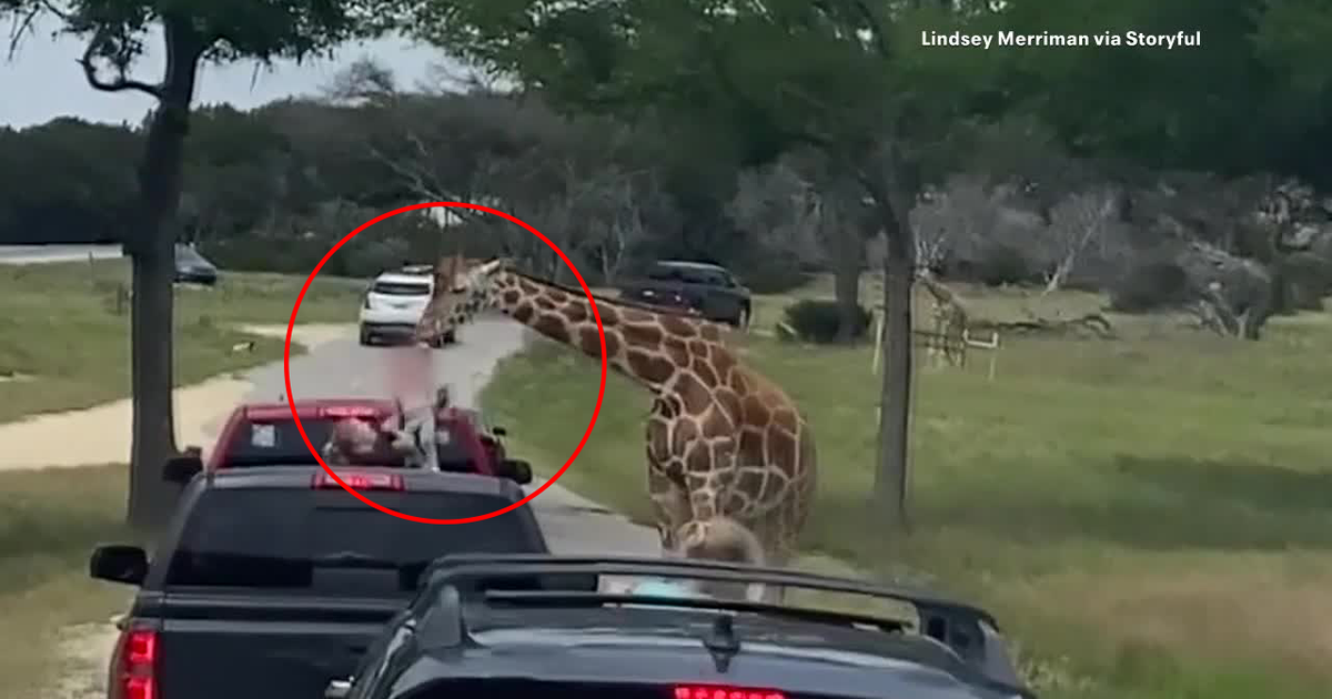 giraffe.png?ve=1&tl=1