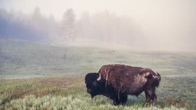 Bison gores 83-year-old woman in Yellowstone National Park