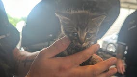 Man takes car to Fort Worth dealership for strange noise, techs make adorable discovery