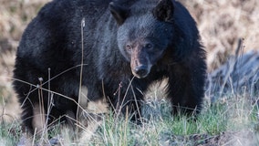 California woman was harassed by black bear before fatal mauling