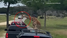 Fossil Rim Wildlife Center changes visitor policies after viral video of giraffe grabbing toddler