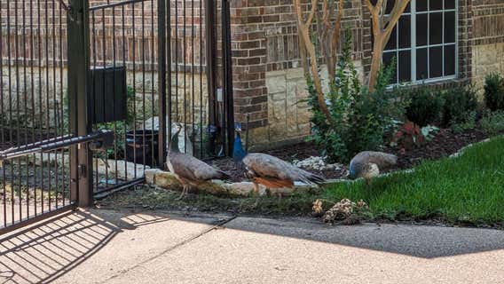 Loose peacocks cause car accident in Mansfield, police say