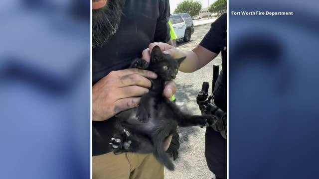 Fort Worth Fire rescues kitten stuck in car