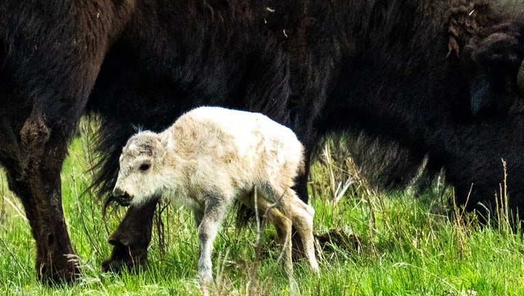 white bison calf