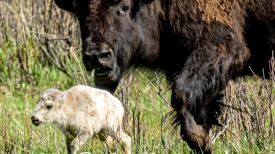 white bison in yellowstone park