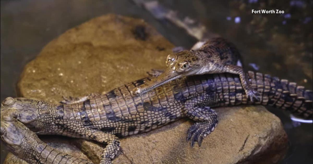 V-HANNA-FW-ZOO-GHARIAL-