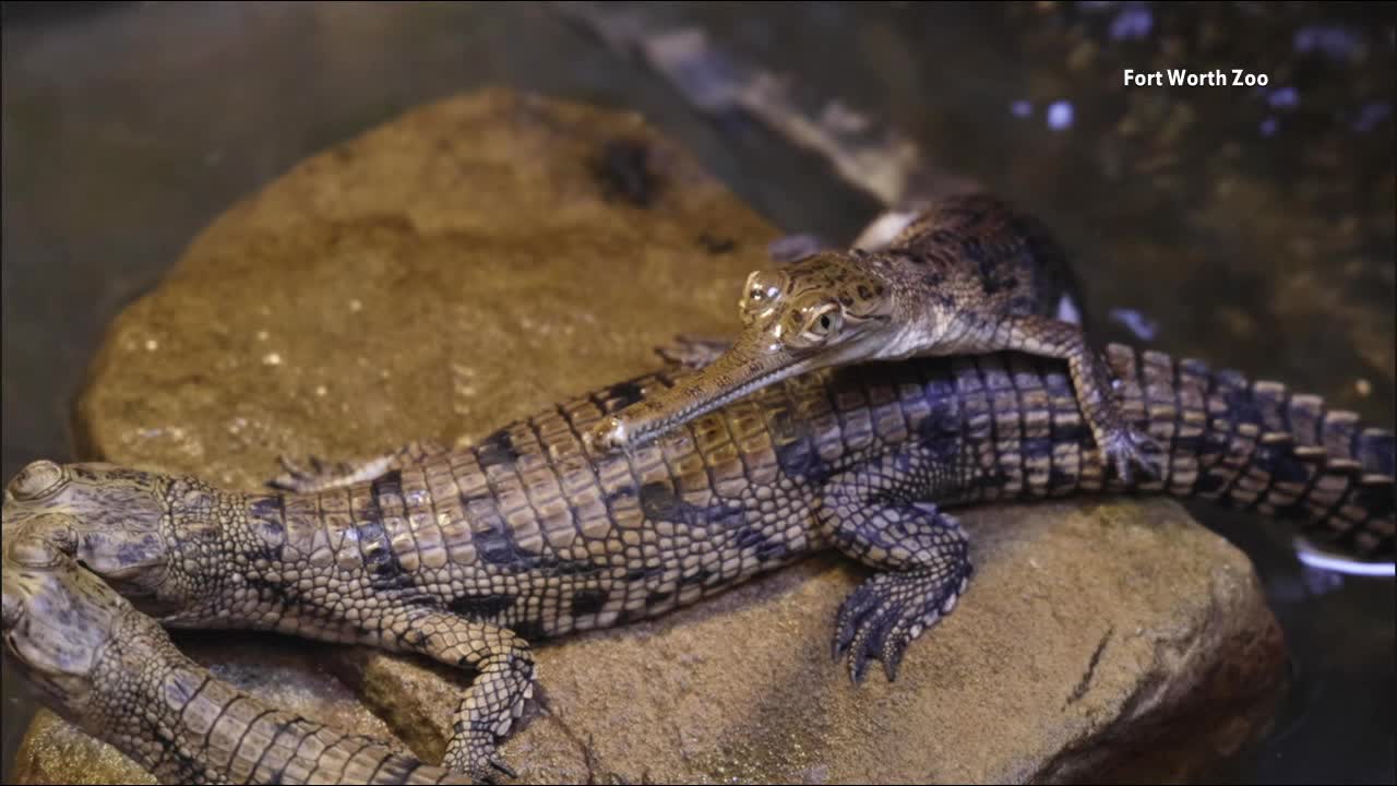Rare crocodiles hatch at the Fort Worth Zoo. Here's what makes