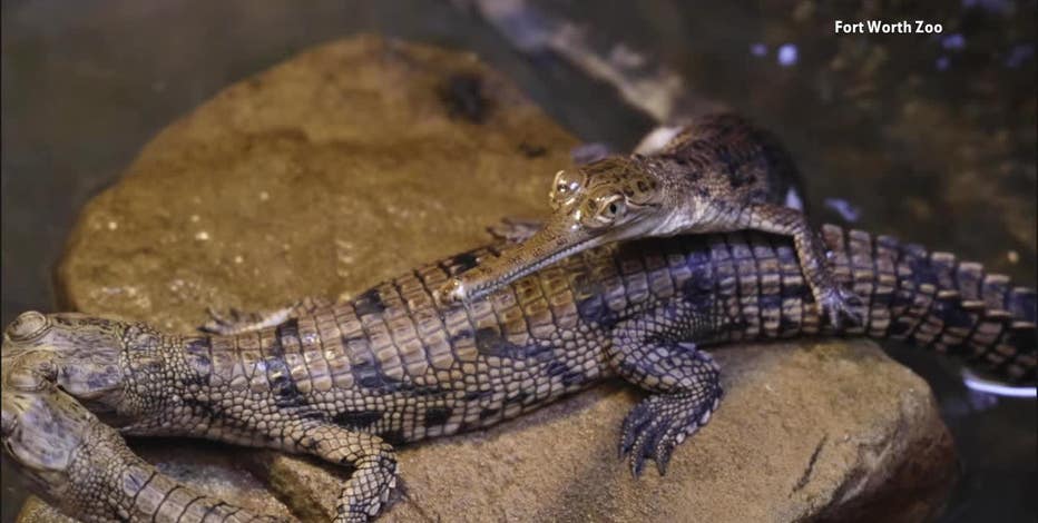 Rare crocodiles hatch at the Fort Worth Zoo. Here's what makes