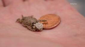 Dallas Zoo welcomes tiny Texas horned lizards