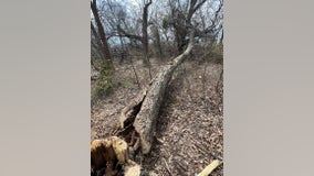 Texas bald eagle's nest 'illegally destroyed;' suspect wanted