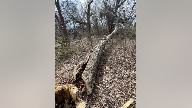 Texas bald eagle's nest 'illegally destroyed;' suspect wanted