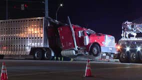 Rollover crash traps dozens of cattle in Arlington