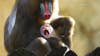 It’s a boy! Fort Worth Zoo welcomes first male mandrill in nearly 30 years