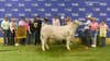 Grand Champion steer crowned at Big Tex Youth Livestock Auction