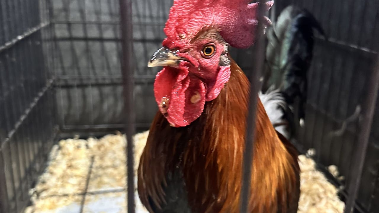 邦楽 THE ROOSTERS virus security 獲物の分け前～ザ・ルースターズ『THE ROOSTERS(Z) OFFICAL PERFECT