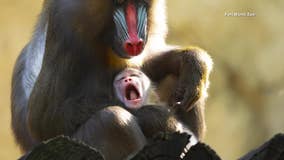 It’s a boy! Fort Worth Zoo welcomes first male mandrill in nearly 30 years