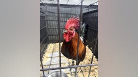 74 birds seized from cockfight in Van Zandt County, SPCA of Texas awarded custody