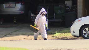 Elderly man dies after swarm of bees attacks couple in North Richland Hills