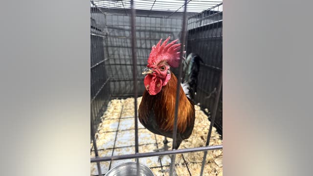 74 birds seized from cockfight in Van Zandt County, SPCA of Texas awarded custody