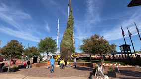 Grapevine Christmas tree now in place at Peace Plaza