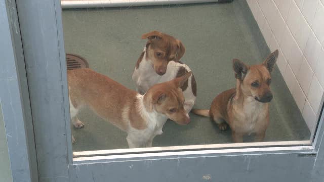 Dallas shelter at 140% capacity, extends adoption hours this Saturday