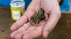North Texas police chief says Abbott's THC age limit doesn't address real issue
