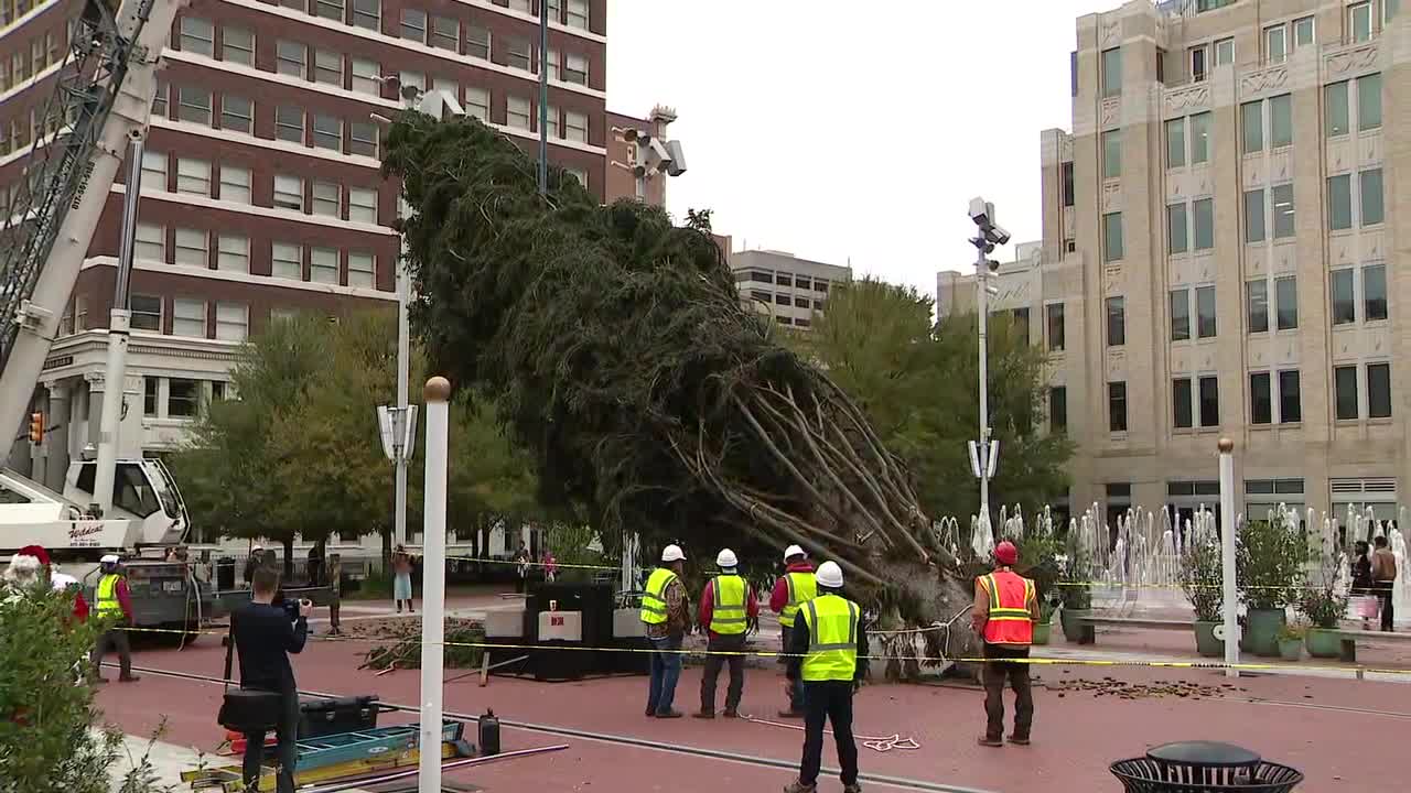 WATCH LIVE Sundance Square to light largest live Christmas tree in