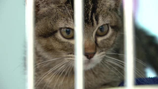 Texas bill allocates $13M for animal spay and neutering services