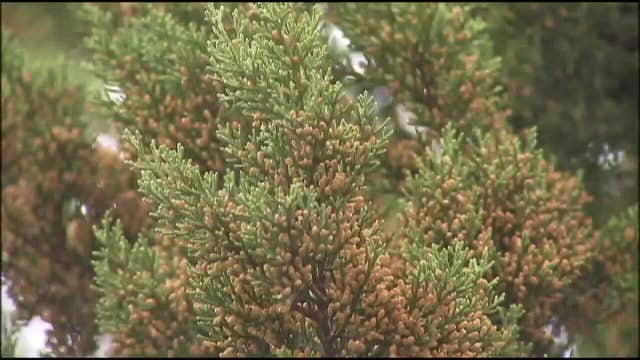 Texas cedar fever season is in full swing