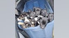 Puppies rescued from garbage can at Fort Worth park