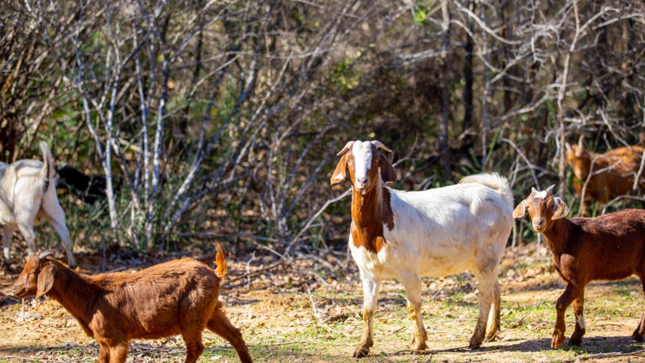 400 Goats To Clear Invasive Plant Species In 10 Days At Arlington Park 