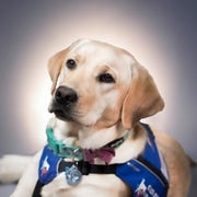 FOX 4's Poppy