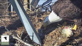 2 bald eagles hatch at Dallas-area wetland center