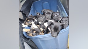 Puppies rescued from garbage can at Fort Worth park