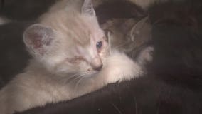 'Deplorable conditions': 88 animals rescued from The Colony home receiving vet care