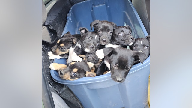 Puppies rescued from garbage can at Fort Worth park
